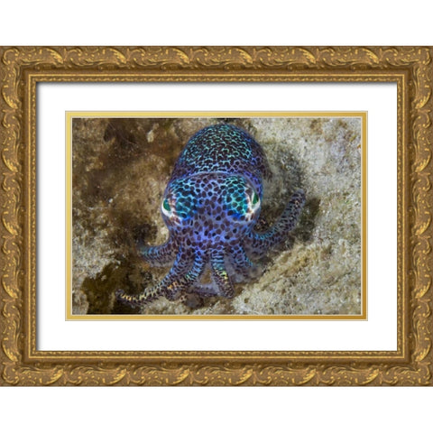 Nocturnal bobtail squid, Aljui Bay, Indonesia Gold Ornate Wood Framed Art Print with Double Matting by Shimlock, Jones