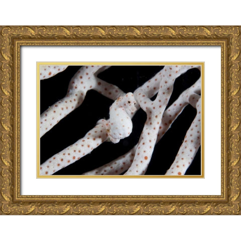 Indonesia, Raja Ampat Pygmy seahorse by coral Gold Ornate Wood Framed Art Print with Double Matting by Shimlock, Jones