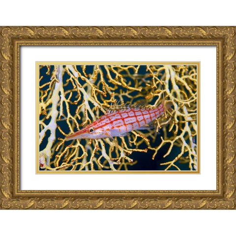 Indonesia, Raja Ampat Hawkfish amid sea fan Gold Ornate Wood Framed Art Print with Double Matting by Shimlock, Jones