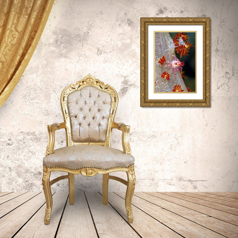 Indonesia Decorator crab blends with soft coral Gold Ornate Wood Framed Art Print with Double Matting by Shimlock, Jones