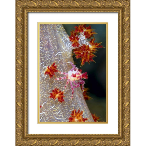 Indonesia Decorator crab blends with soft coral Gold Ornate Wood Framed Art Print with Double Matting by Shimlock, Jones