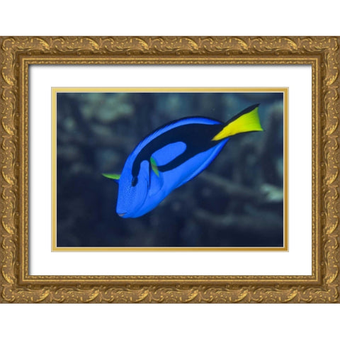 Indonesia, Raja Ampat Palette surgeonfish Gold Ornate Wood Framed Art Print with Double Matting by Shimlock, Jones