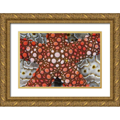 Indonesia Sea star over a sea cucumber Gold Ornate Wood Framed Art Print with Double Matting by Shimlock, Jones