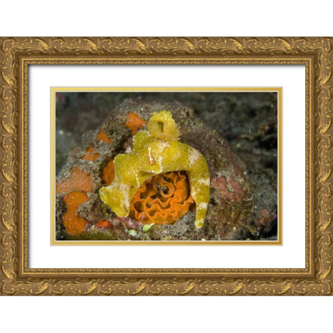Indonesia A nudibranch with an imperial shrimp Gold Ornate Wood Framed Art Print with Double Matting by Shimlock, Jones
