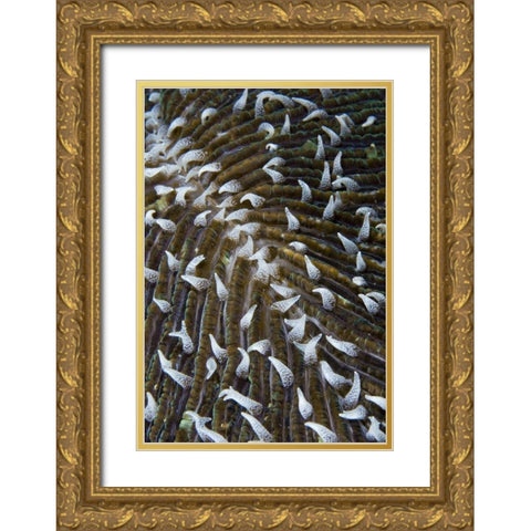 Indonesia, Raja Ampat Close-up of mushroom coral Gold Ornate Wood Framed Art Print with Double Matting by Shimlock, Jones