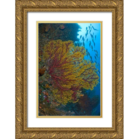 Sea fan or gorgonian coral, Raja Ampat, Indonesia Gold Ornate Wood Framed Art Print with Double Matting by Shimlock, Jones