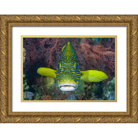 Lined sweetlip fish amid coral, Indonesia Gold Ornate Wood Framed Art Print with Double Matting by Shimlock, Jones