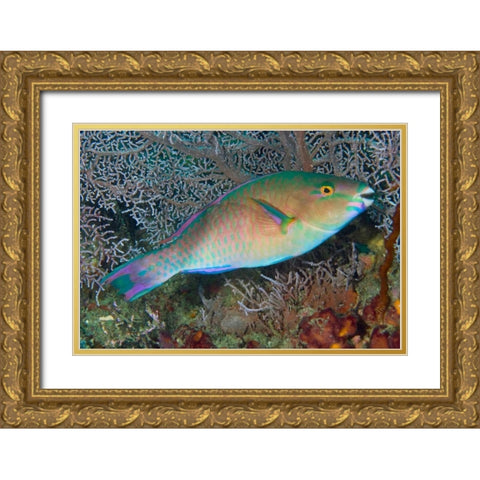 Indonesia, Raja Ampat Chameleon parrotfish Gold Ornate Wood Framed Art Print with Double Matting by Shimlock, Jones