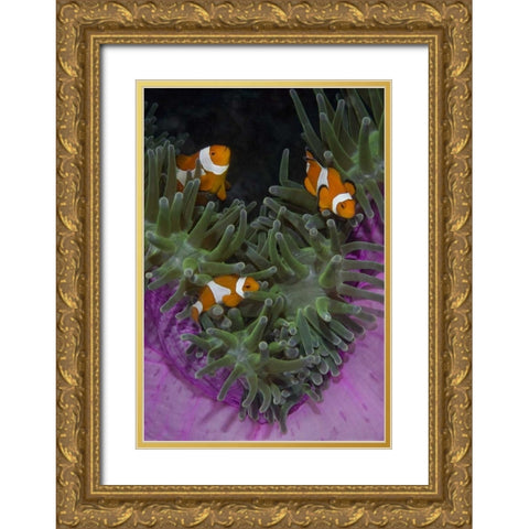 Indonesia Three clownfish swim among anemone Gold Ornate Wood Framed Art Print with Double Matting by Shimlock, Jones