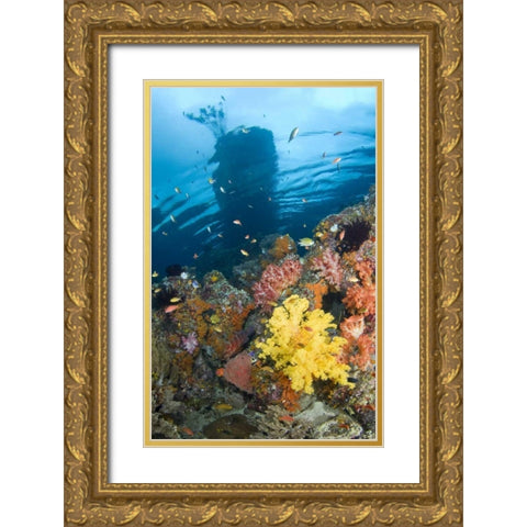 Indonesia, Misool, Boo Islands Reef scenic Gold Ornate Wood Framed Art Print with Double Matting by Shimlock, Jones