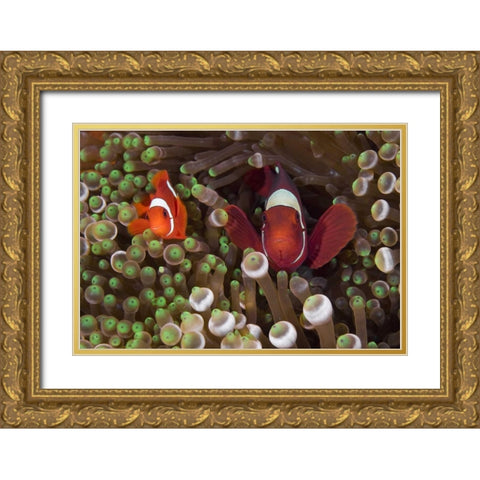 Two Clownfish among anemone tentacles, Indonesia Gold Ornate Wood Framed Art Print with Double Matting by Shimlock, Jones