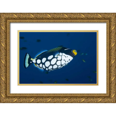 Indonesia, Raja Ampat Clown triggerfish Gold Ornate Wood Framed Art Print with Double Matting by Shimlock, Jones