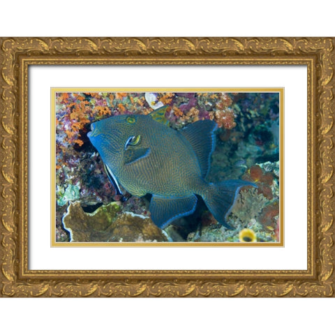 Indonesia Cleaner wrasse fish on coral reef Gold Ornate Wood Framed Art Print with Double Matting by Shimlock, Jones