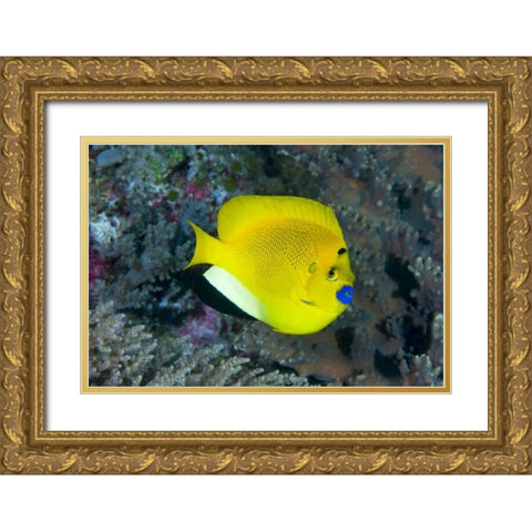 Indonesia Three spot angelfish swims amid coral Gold Ornate Wood Framed Art Print with Double Matting by Shimlock, Jones