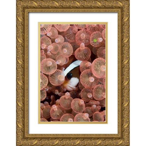 Indonesia A Clarks anemonefish peeking out Gold Ornate Wood Framed Art Print with Double Matting by Shimlock, Jones
