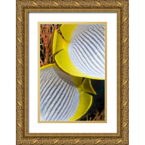 Indonesia The back halves of two butterflyfish Gold Ornate Wood Framed Art Print with Double Matting by Shimlock, Jones