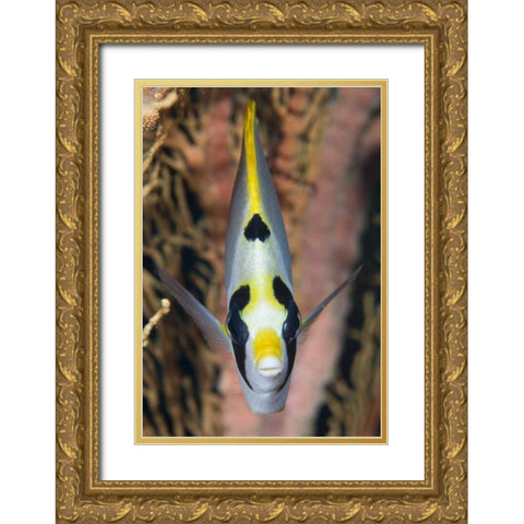 Indonesia, Raja Ampat Masked butterflyfish Gold Ornate Wood Framed Art Print with Double Matting by Shimlock, Jones