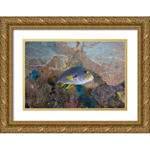 Indonesia Lined sweetlip fish and sea fan coral Gold Ornate Wood Framed Art Print with Double Matting by Shimlock, Jones