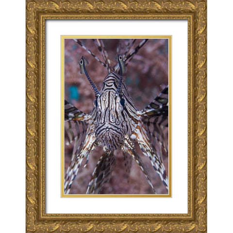 Poisonous Red lionfish, Raja Ampat, Indonesia Gold Ornate Wood Framed Art Print with Double Matting by Shimlock, Jones