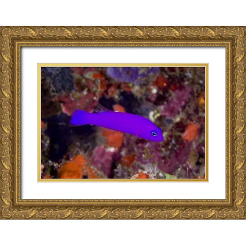Indonesia, Raja Ampat A magenta dottyback fish Gold Ornate Wood Framed Art Print with Double Matting by Shimlock, Jones