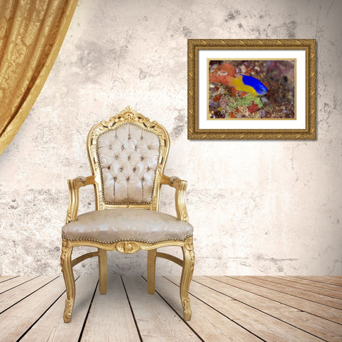 Indonesia Damselfish swims among coral reef Gold Ornate Wood Framed Art Print with Double Matting by Shimlock, Jones