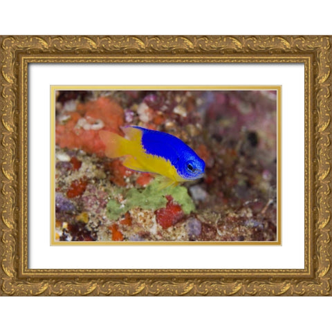 Indonesia Damselfish swims among coral reef Gold Ornate Wood Framed Art Print with Double Matting by Shimlock, Jones