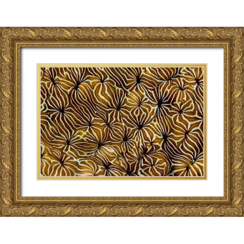 Abstract of hard coral, Raja Ampat, Indonesia Gold Ornate Wood Framed Art Print with Double Matting by Shimlock, Jones