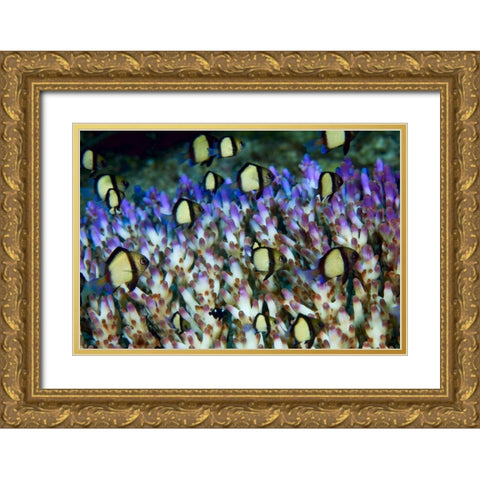 Indonesia Humbug fish in acropora coral colony Gold Ornate Wood Framed Art Print with Double Matting by Shimlock, Jones