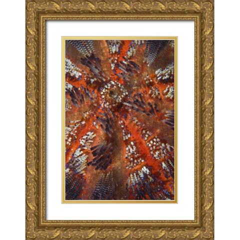 Indonesia, Raja Ampat Overview of sea urchin Gold Ornate Wood Framed Art Print with Double Matting by Shimlock, Jones