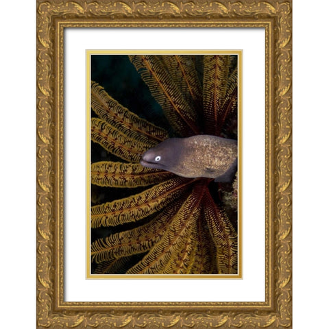 Indonesia A white-eye moray eel by coral Gold Ornate Wood Framed Art Print with Double Matting by Shimlock, Jones