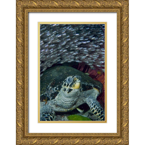 Indonesia Glassfish swim with a hawksbill turtle Gold Ornate Wood Framed Art Print with Double Matting by Shimlock, Jones