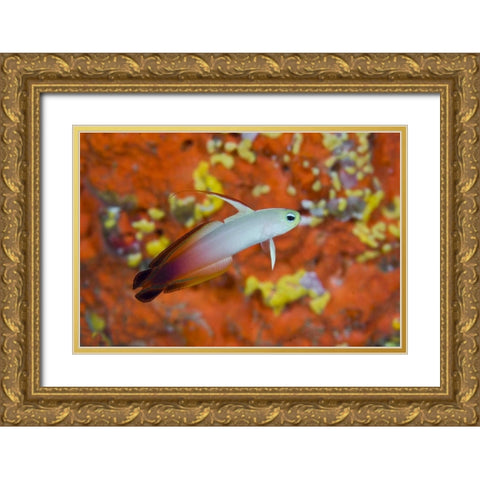 Indonesia, Raja Ampat A fire goby and coral Gold Ornate Wood Framed Art Print with Double Matting by Shimlock, Jones