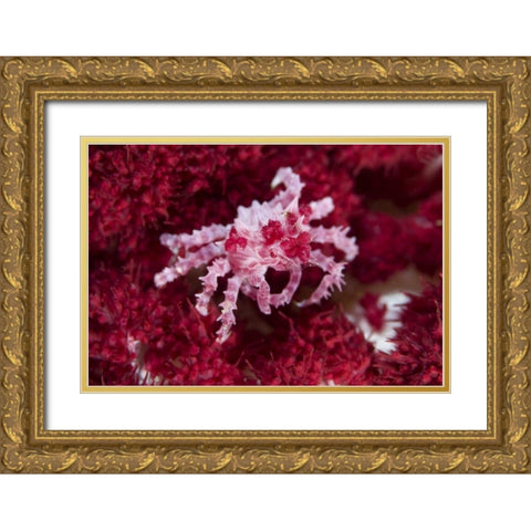 Indonesia Decorator crab on oft corals Gold Ornate Wood Framed Art Print with Double Matting by Shimlock, Jones