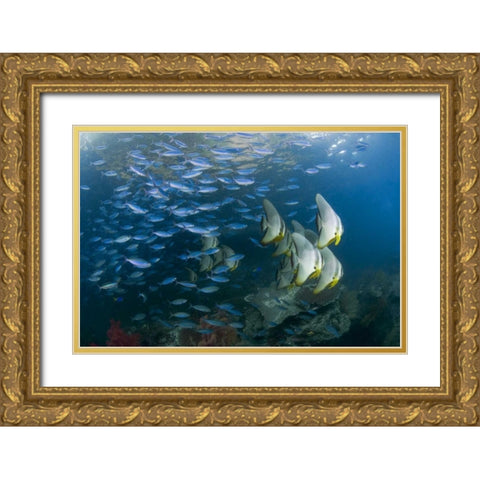 Indonesia Schooling fish in the Dampier Strait Gold Ornate Wood Framed Art Print with Double Matting by Shimlock, Jones