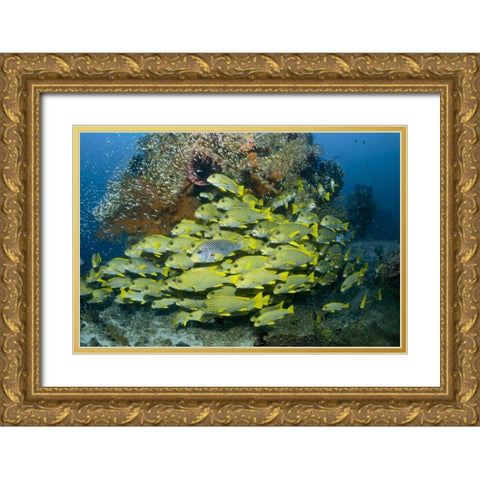 Indonesia Sweetlip fish swim past coral reef Gold Ornate Wood Framed Art Print with Double Matting by Shimlock, Jones