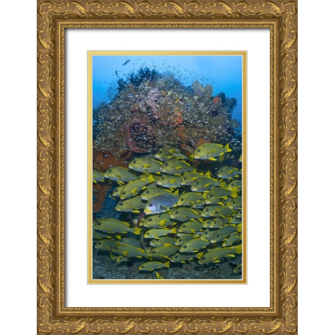 Ribboned sweetlips swimming past coral, Indonesia Gold Ornate Wood Framed Art Print with Double Matting by Shimlock, Jones