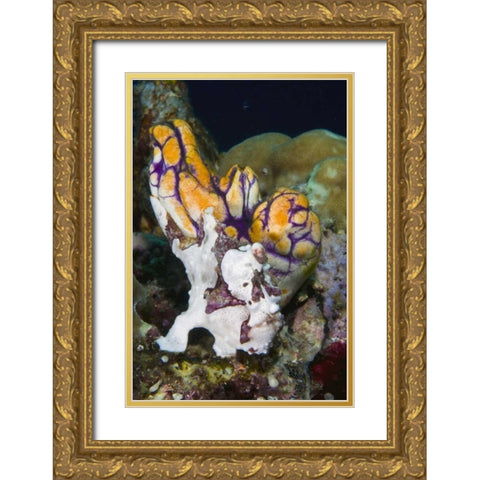 Indonesia Frogfish mimics a sea squirt Gold Ornate Wood Framed Art Print with Double Matting by Shimlock, Jones