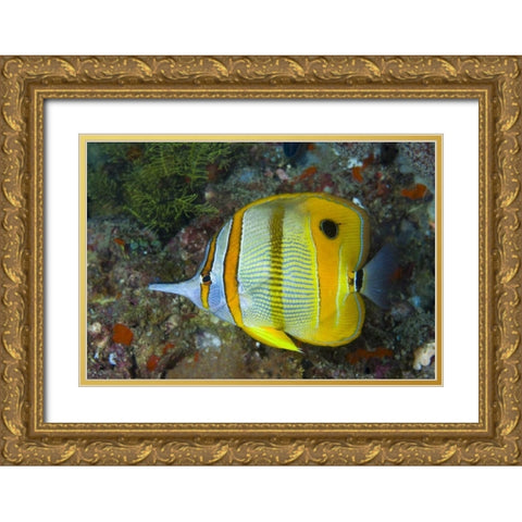 Indonesia, Raja Ampat Side view Butterflyfish Gold Ornate Wood Framed Art Print with Double Matting by Shimlock, Jones
