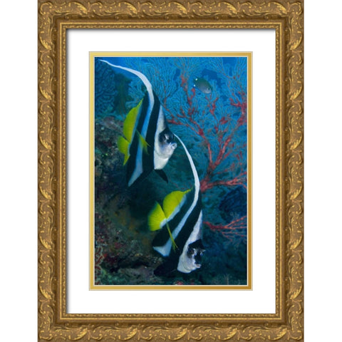 Indonesia Longfin bannerfish by sea fan coral Gold Ornate Wood Framed Art Print with Double Matting by Shimlock, Jones