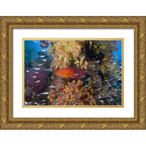 Indonesia Coral trout and glassfish by coral Gold Ornate Wood Framed Art Print with Double Matting by Shimlock, Jones