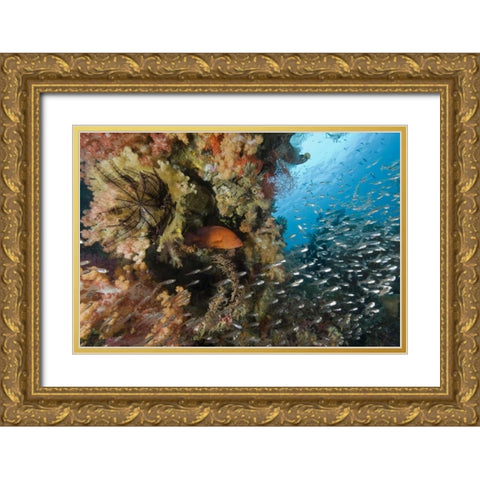 Indonesia Coral trout and glassfish by coral Gold Ornate Wood Framed Art Print with Double Matting by Shimlock, Jones