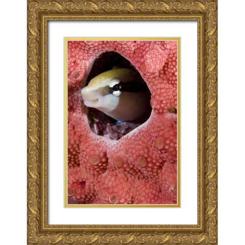 Lance blenny fish in a hole in coral, Indonesia Gold Ornate Wood Framed Art Print with Double Matting by Shimlock, Jones