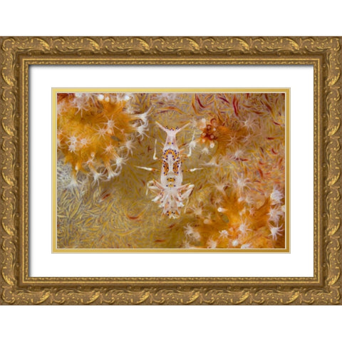 Indonesia Tiger shrimp and soft corals Gold Ornate Wood Framed Art Print with Double Matting by Shimlock, Jones