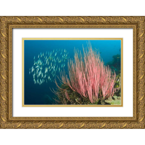 Indonesia, Buyat Bay Razorfish swim over coral Gold Ornate Wood Framed Art Print with Double Matting by Shimlock, Jones