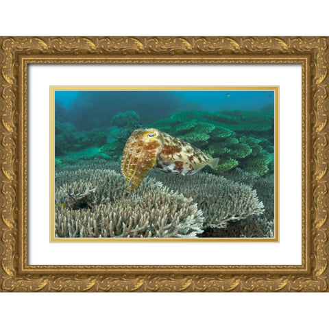 Cuttlefish, Buyat Bay, Sulawesi Island, Indonesia Gold Ornate Wood Framed Art Print with Double Matting by Shimlock, Jones