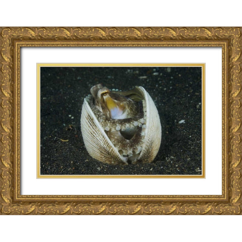 Indonesia, Lembeh Strait A marginated octopus Gold Ornate Wood Framed Art Print with Double Matting by Shimlock, Jones