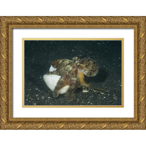 Indonesia A marginated octopus with shell Gold Ornate Wood Framed Art Print with Double Matting by Shimlock, Jones