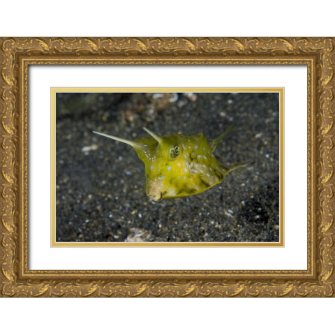 Indonesia, Lembeh Strait A cowfish Gold Ornate Wood Framed Art Print with Double Matting by Shimlock, Jones