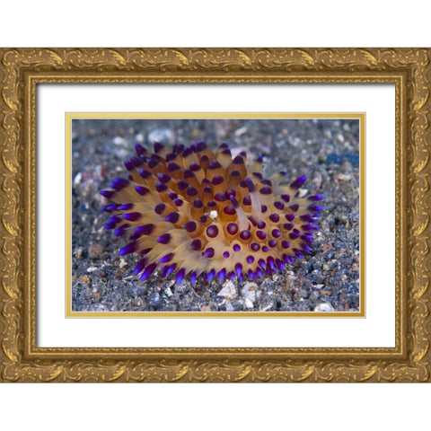 Tiny crab on nudibanch, Lembeh Strait, Indonesia Gold Ornate Wood Framed Art Print with Double Matting by Shimlock, Jones