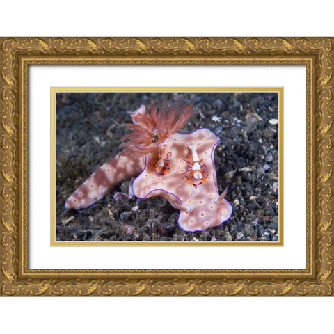 Indonesia, Two Coleman shrimp on nudibranch Gold Ornate Wood Framed Art Print with Double Matting by Shimlock, Jones
